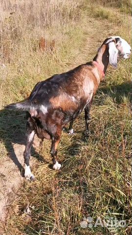 Продается англо-нубийская коза