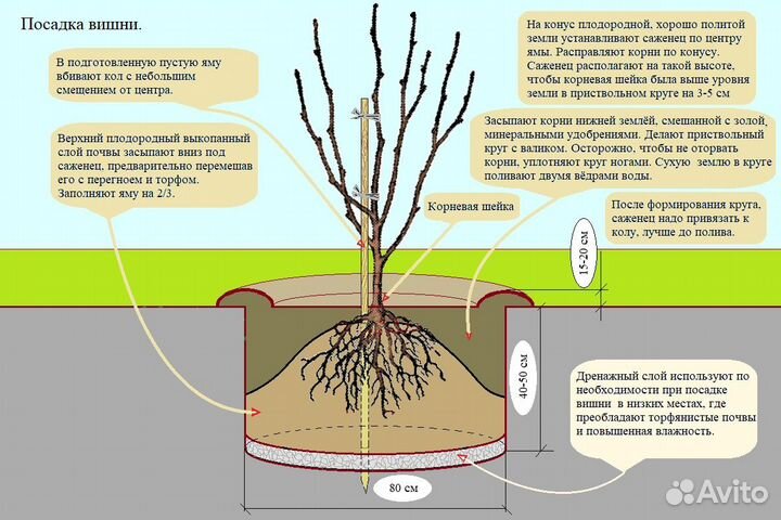 Саженцы яблонь и плодовых деревьев с посадкой