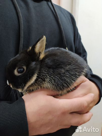 Мини кролик вязка