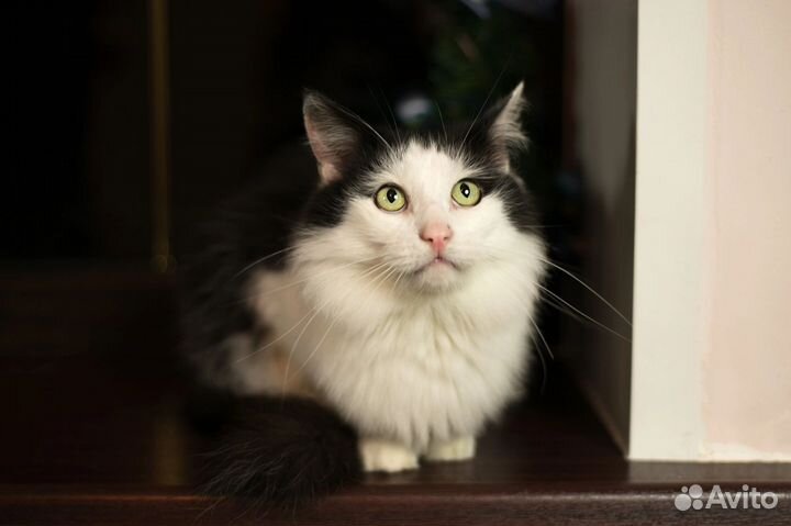 Кот-Альберт(принц)