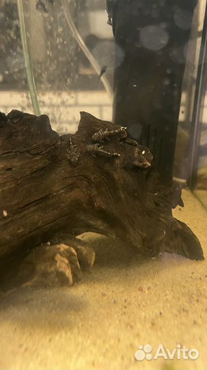 Сомики анциструсы, мальки данио, гуппи