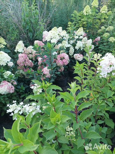Гортензия Самарская лидия
