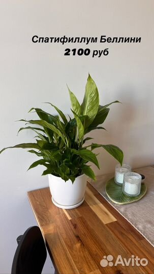 Нефролепис, Калла, Спатифиллум, Антуриум