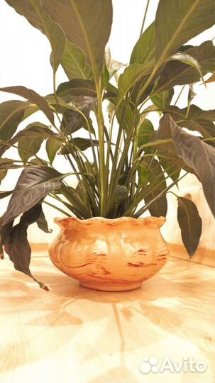 Спатифиллум