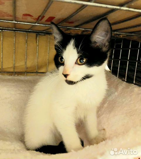 Котенка подбросили к детской площадке