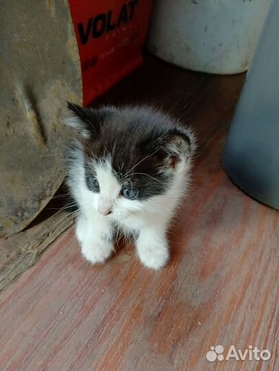 Кошки в добрые руки бесплатно