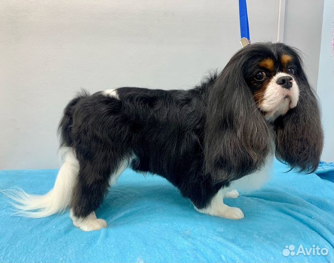 Груминг для собак и котиков