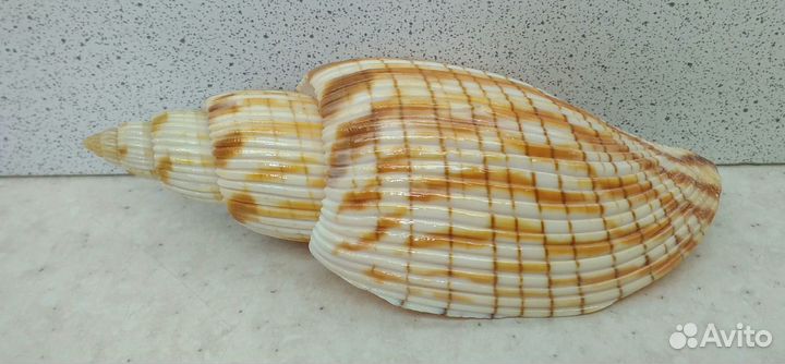 Лурия Куродай 10 морская ракушка раковина