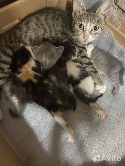 Котята в добрые руки бесплатно