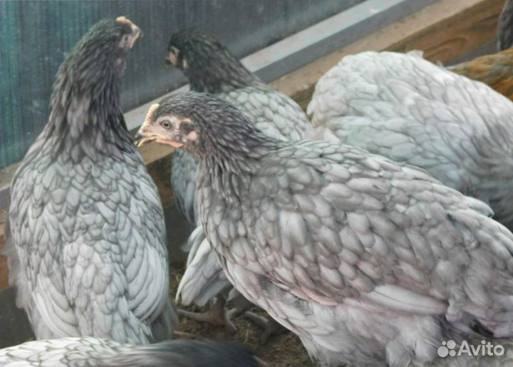 Куры несушки