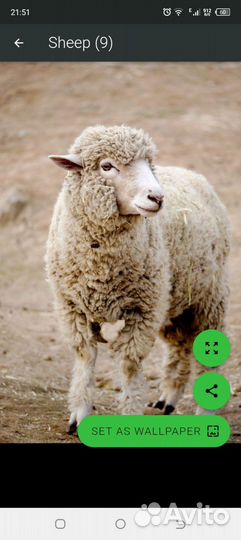 Мясо баранина свежая