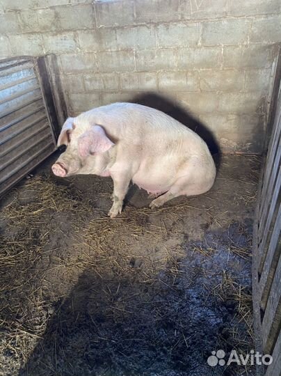 Супоросная свиноматка