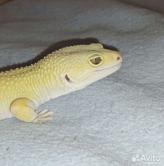 Геккон эублефары