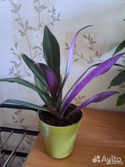 Комнатные растения