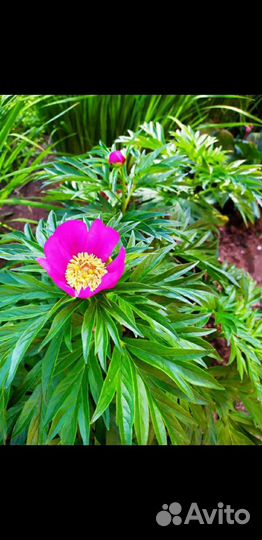 Хоста, брунера, марьин корень, пион, нарцисс, ла