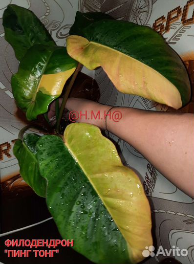 Филодендрон пинг тонг вар и Ред Андерсон вар