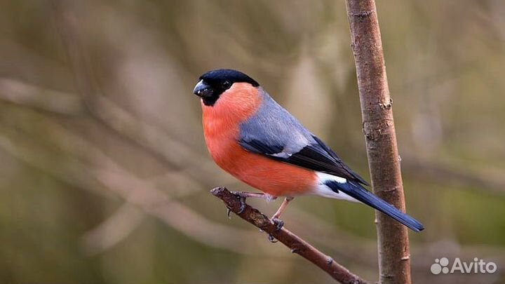 Щеглы обдержаные