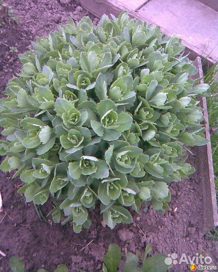 Очиток видный Заячья капуста Седум