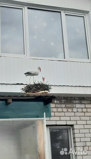 Гнездо. Для аистов. Аист в гнезде
