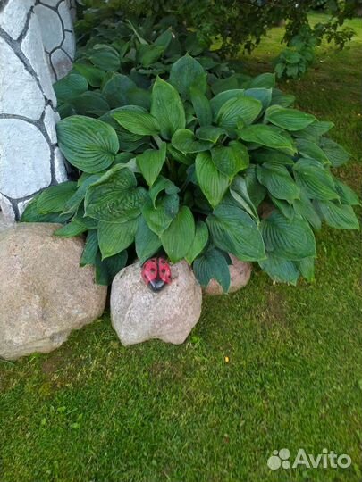 Ромашка Матрикария, хоста, флоксы