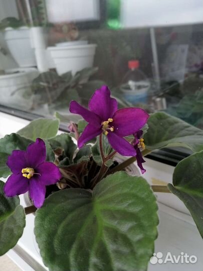 Комнатные цветы фиалки