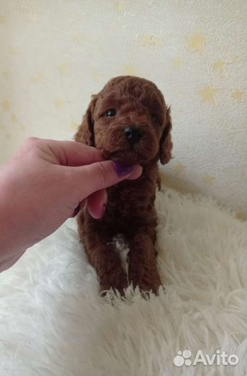 Той-пудель девочка