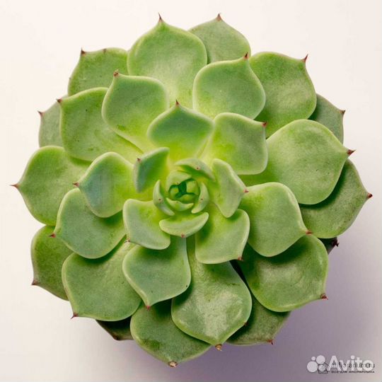 Каменная роза Суккулент