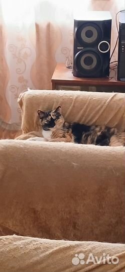 Пристроить кошку