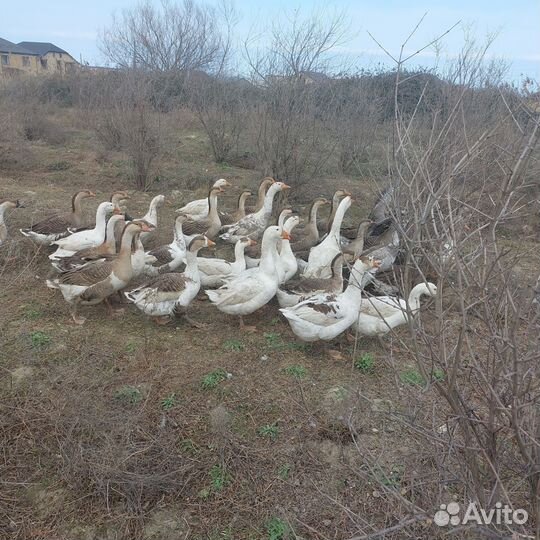 Гусята суточные