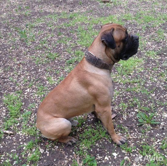 Вязка Бульмастиф