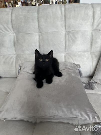 Котенок девочка черная