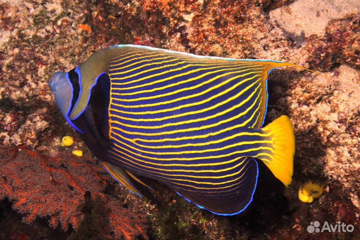 Ангел императорский