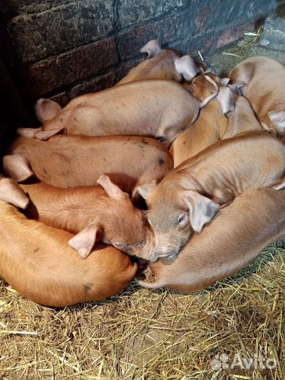 Телка, поросята