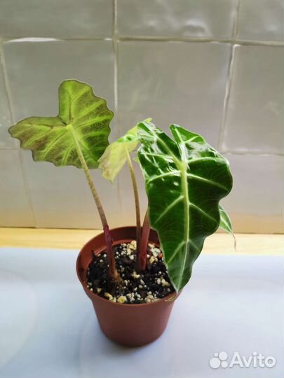 Пилея пеперомиевидная, Алоказия Полли