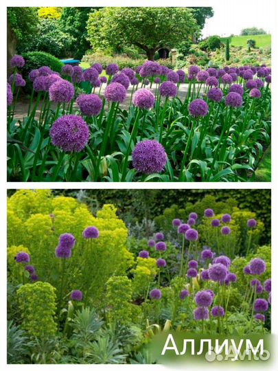 Цветы и растения: лилии, подснежники