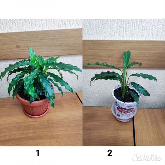 Калатея руфибарба