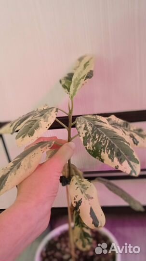 Фикус Рубигиноза вариегатная