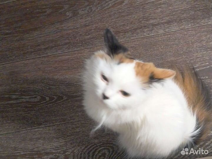 Кошка в дар бесплатно