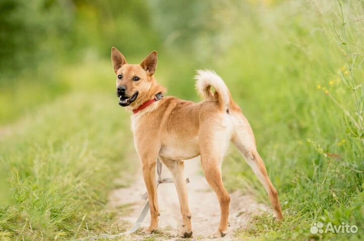 Собака из приюта