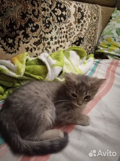 Серая кошечка