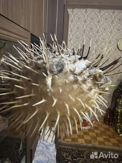 Чучело рыбы-ёж