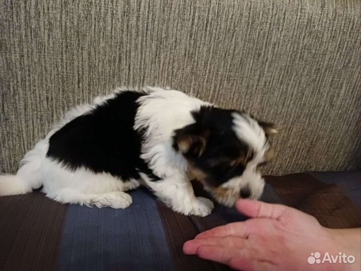 Щенки бивер йорка мини