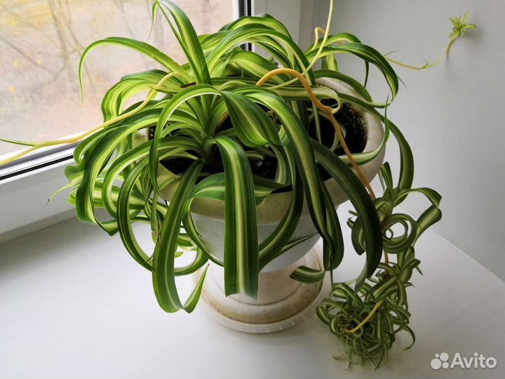 Хлорофитум (2 сорта)