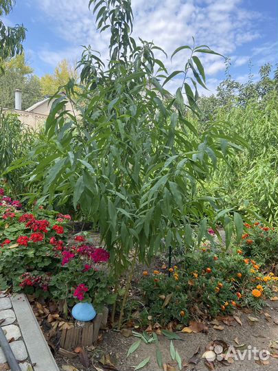 Саженцы персика