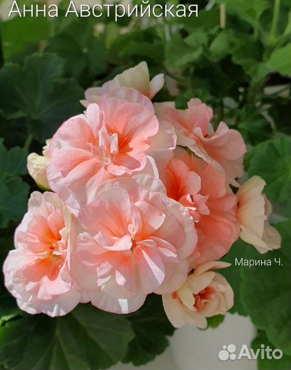 Пеларгония герань