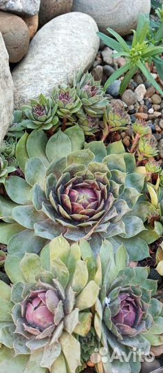 Молодило или каменная роза, садовая