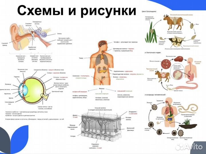 Репетитор по биологии ОГЭ ЕГЭ