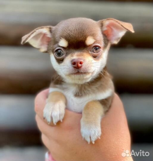 Щенки чихуахуа
