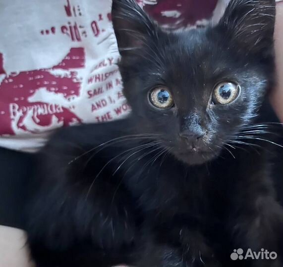 Котенок мальчик в добрые руки