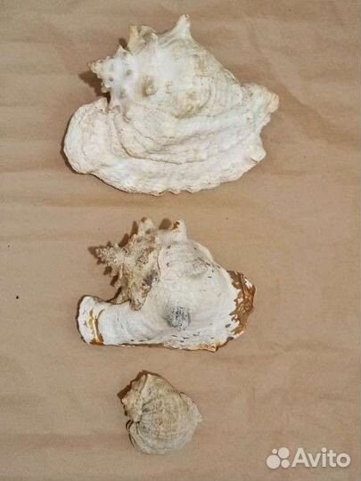 Большая морская раковина 27 см